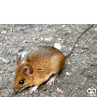گونه موش صحرایی گردن زرد  Yellow-necked Filed Mouse